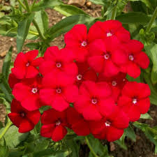 Image result for Phlox drummondii