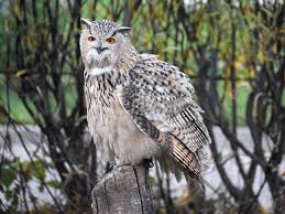 Attēlu rezultāti vaicājumam “Bubo bubo”