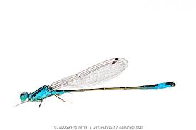 Attēlu rezultāti vaicājumam “Ischnura elegans”