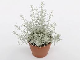 Image result for Helichrysum lindleyii