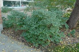 Attēlu rezultāti vaicājumam “Lonicera caerulea var. pallasii”