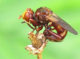 Attēlu rezultāti vaicājumam “Sicus ferrugineus”