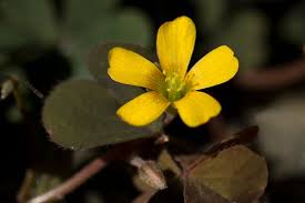 Attēlu rezultāti vaicājumam “Oxalis corniculata fruit”