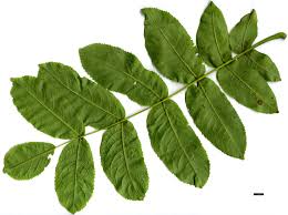 Attēlu rezultāti vaicājumam “Pterocarya fraxinifolia flower”