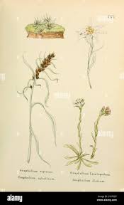 Attēlu rezultāti vaicājumam “Gnaphalium sylvaticum leaf”