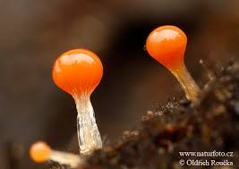 Attēlu rezultāti vaicājumam “Trichia decipiens”