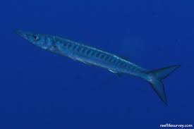 Image result for Sphyraena viridensis