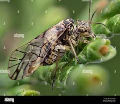 Attēlu rezultāti vaicājumam “Psococerastis gibbosa”