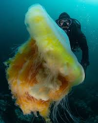 Image result for Phacellophora camtschatica