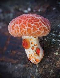 Attēlu rezultāti vaicājumam “Rhodotus palmatus”