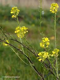 Attēlu rezultāti vaicājumam “Sinapis arvensis”