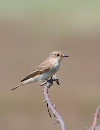 Attēlu rezultāti vaicājumam “Muscicapa striata adult”