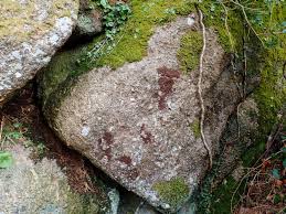 Attēlu rezultāti vaicājumam “Frullania fragilifolia”