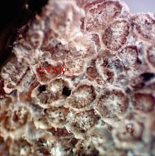 Attēlu rezultāti vaicājumam “Diderma subincarnatum plasmodium”