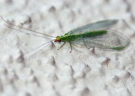 Attēlu rezultāti vaicājumam “Neuroptera”