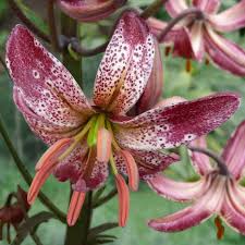 Attēlu rezultāti vaicājumam “Lilium martagon flower”