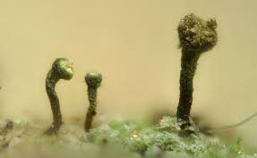 Attēlu rezultāti vaicājumam “Chaenotheca chlorella”