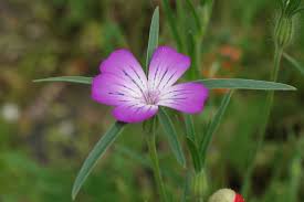 Image result for Agrostemma githago