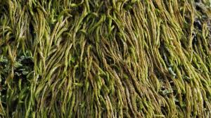 Attēlu rezultāti vaicājumam “Pterigynandrum filiforme”