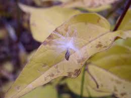 Attēlu rezultāti vaicājumam “Vincetoxicum hirundinaria leaf”