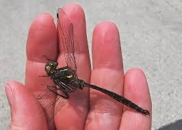 Attēlu rezultāti vaicājumam “Cordulidae”