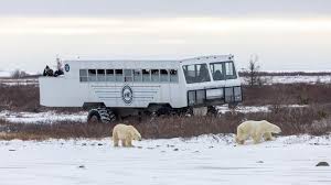 Image result for tundra buggy
