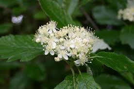 Attēlu rezultāti vaicājumam “Sorbus intermedia”