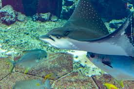 Image result for Aetobatus ocellatus