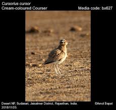 Image result for Cursorius cursor