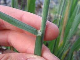 Attēlu rezultāti vaicājumam “Holcus lanatus”