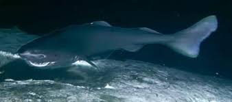 Image result for Somniosus pacificus