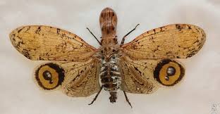 Attēlu rezultāti vaicājumam “Fuligo licentii macro”