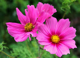 Image result for Schmuckkörbchen