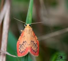 Attēlu rezultāti vaicājumam “Miltochrista miniata”