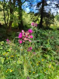 Attēlu rezultāti vaicājumam “Cirsium palustre”