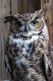 Résultat de recherche d'images pour "owl"