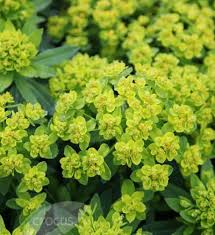 Attēlu rezultāti vaicājumam “Euphorbia palustris flower”