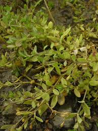 Attēlu rezultāti vaicājumam “Stellaria uliginosa”