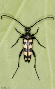 Attēlu rezultāti vaicājumam “Leptura quadrifasciata”