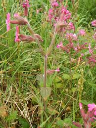 Image result for Silene dioica