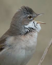 Attēlu rezultāti vaicājumam “Sylvia communis”