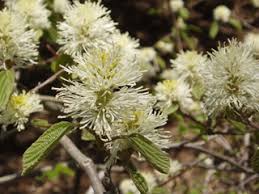 Attēlu rezultāti vaicājumam “Fothergilla major”