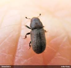 Attēlu rezultāti vaicājumam “Hylastes sp.”