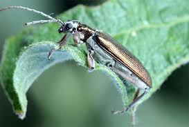 Attēlu rezultāti vaicājumam “Donacia clavipes”