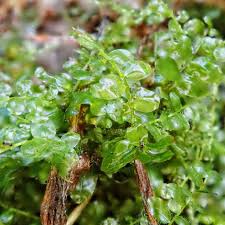 Attēlu rezultāti vaicājumam “Plagiomnium elatum”