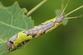 Attēlu rezultāti vaicājumam “Furcula bifida”