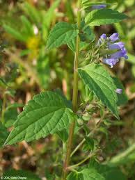 Attēlu rezultāti vaicājumam “Scutellaria galericulata leaf”
