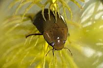 Attēlu rezultāti vaicājumam “Hydrochara caraboides”