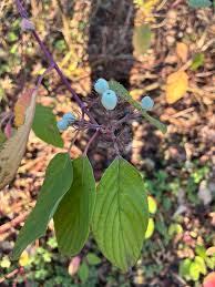 Attēlu rezultāti vaicājumam “Cornus sericea fruit”