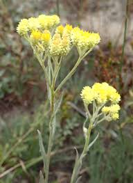 Attēlu rezultāti vaicājumam “Helichrysum arenarium flower”